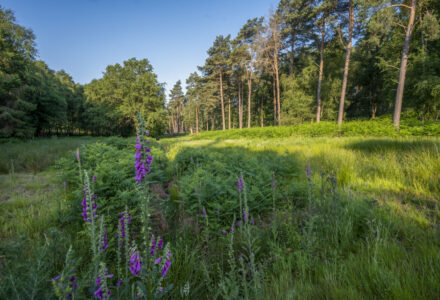 How do we deliver an abundance of nature across the countryside? - Gascoyne Estates