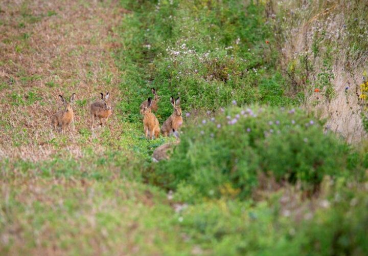 An evaluation on collaborative farming and its role for the tenant farmers future - Gascoyne Estates