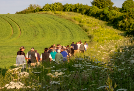 A hedge-laying management system for improved habitats - Gascoyne Estates