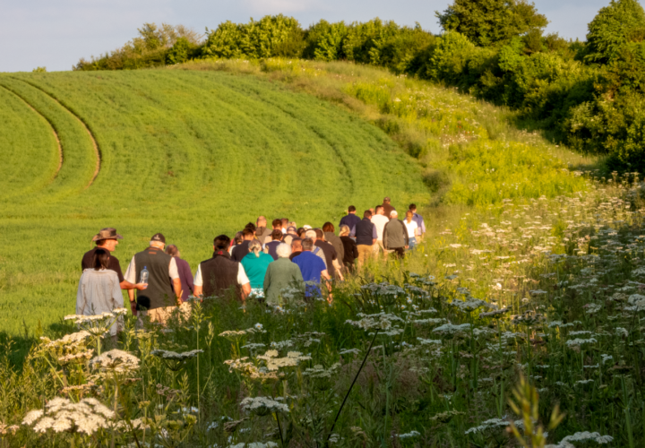 A hedge-laying management system for improved habitats - Gascoyne Estates